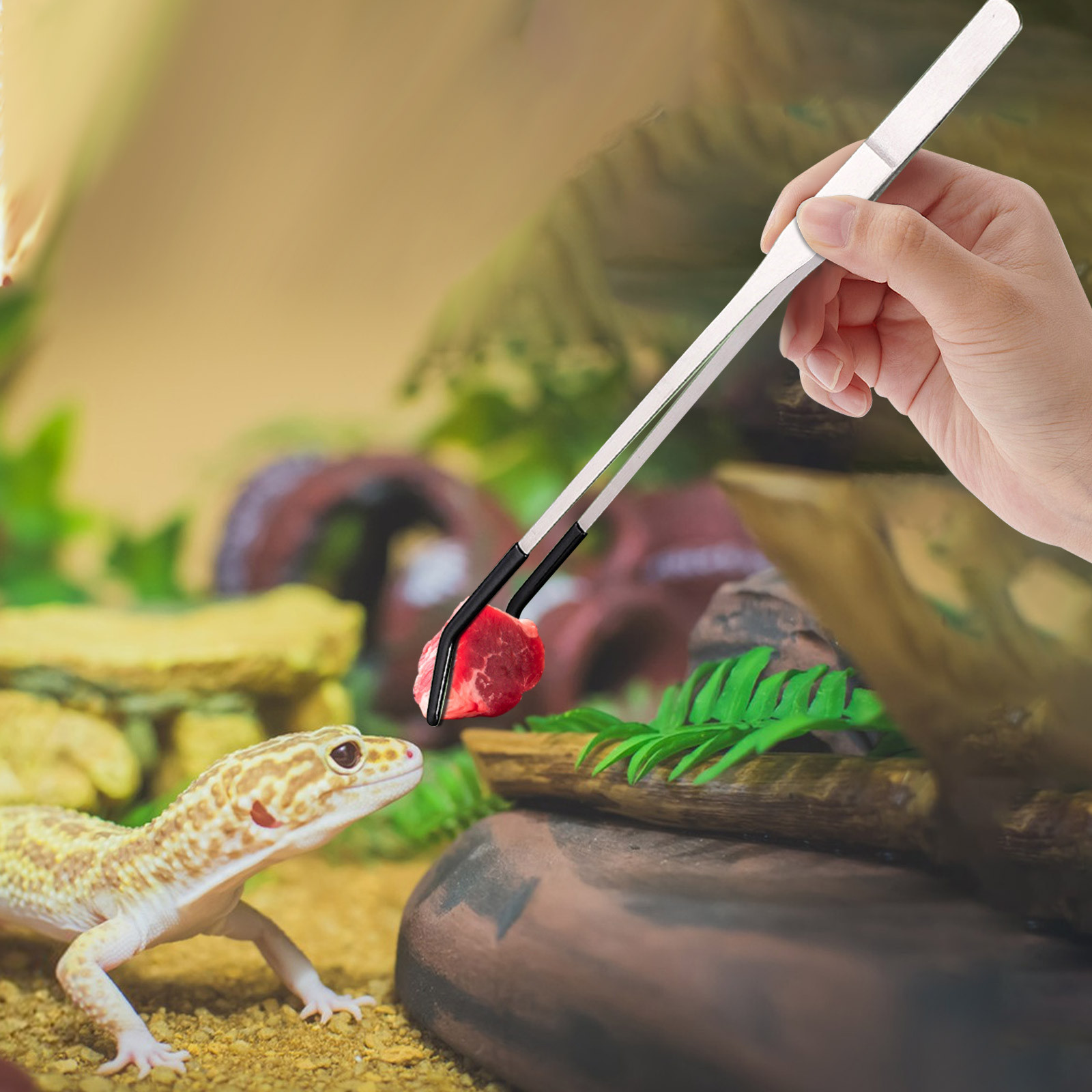 파충류, 도마뱀, 거미, 독거미, 고슴도치, 뱀, 수족 - Water Dish Reptile 리뷰 및 가격